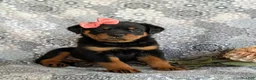Rottweiler dogs for sale: Darbie - Ad 1