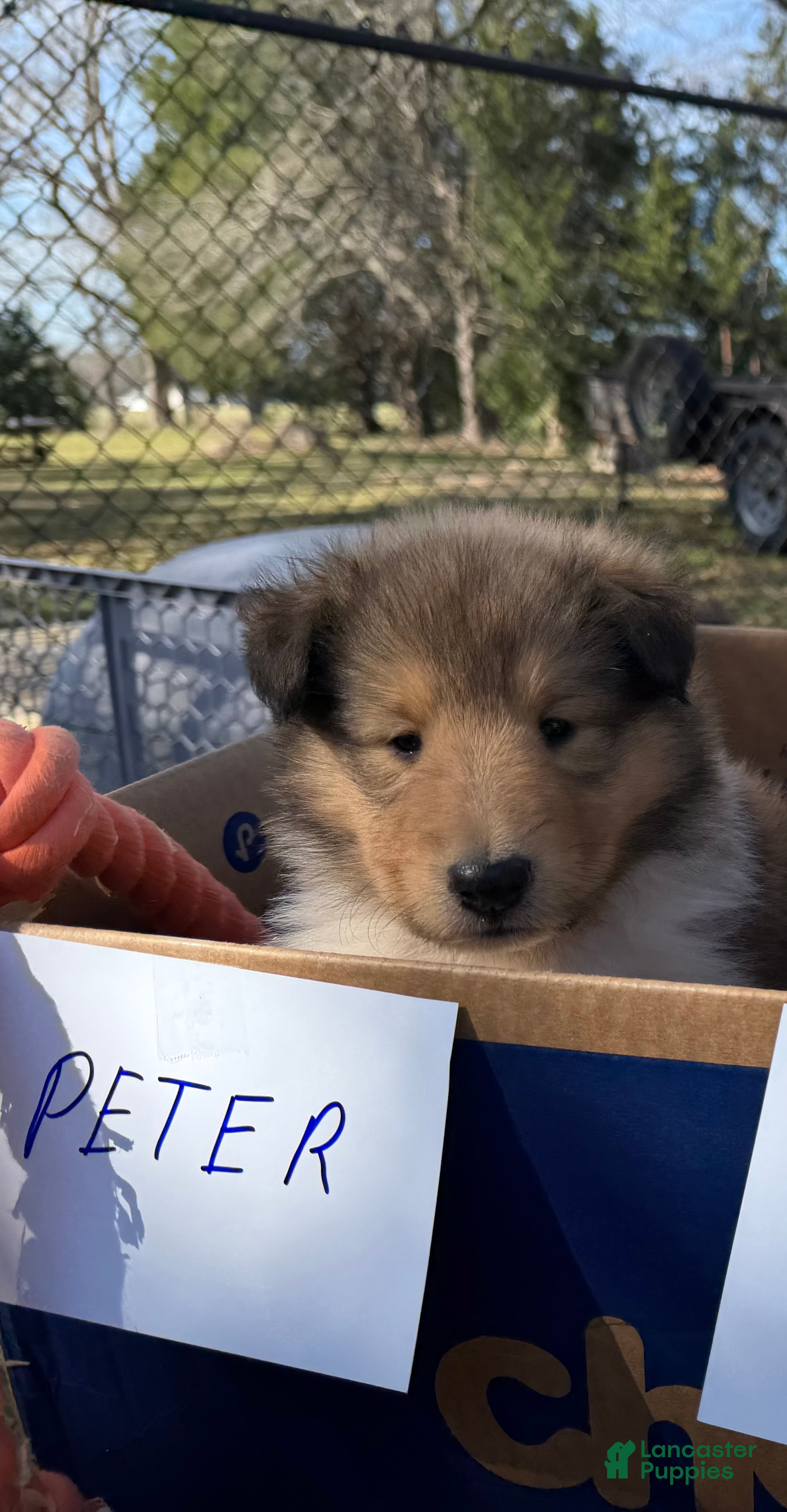 Collie dogs Peter - Ad 1