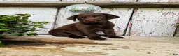 Labrador Retriever dogs for sale: Flora - Ad 5