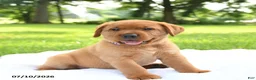 Labrador Retriever dogs for sale: Cassie   - Ad 3