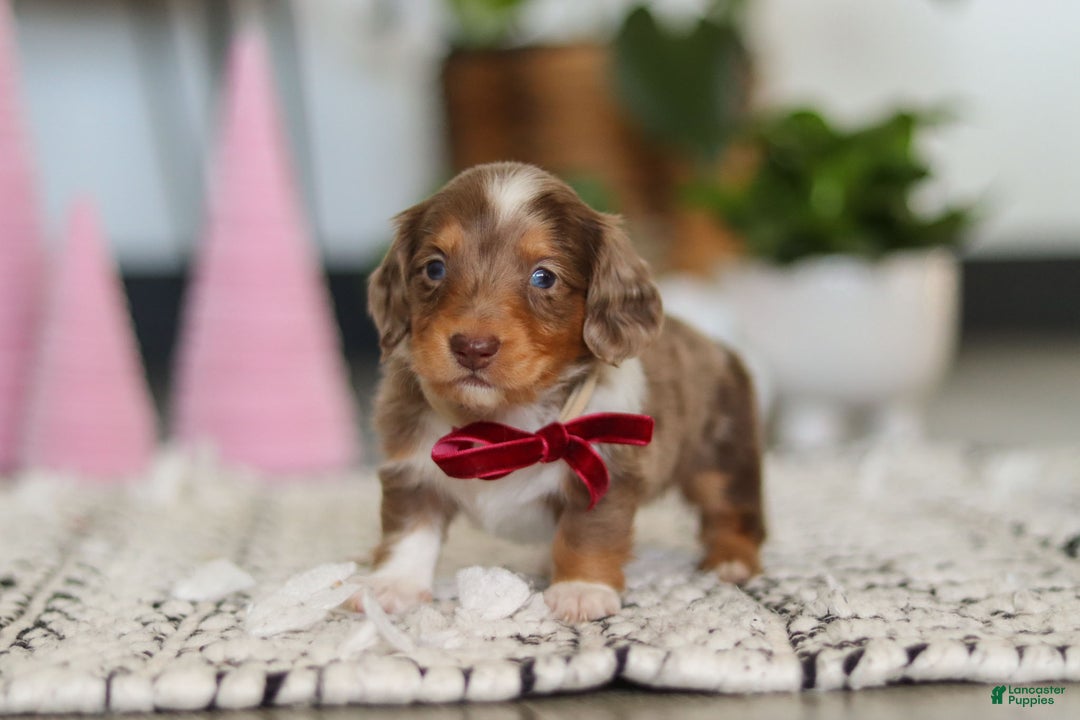 Dachshund dogs for sale: Jake - Ad 2