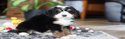 Bernedoodle dogs for sale: Bennet - Ad 3