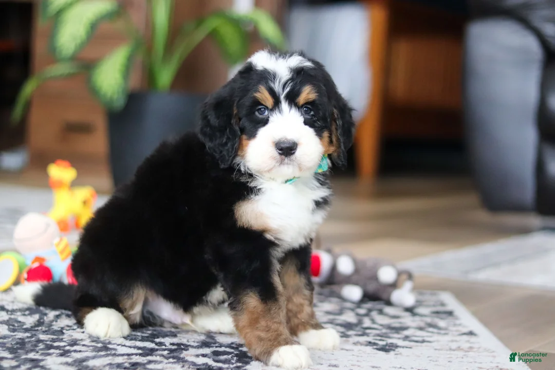 Bernedoodle dogs for sale: Bennet - Ad 3