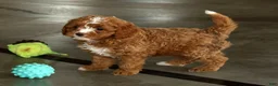 Cavapoo dogs for sale: Hazel - Ad 7