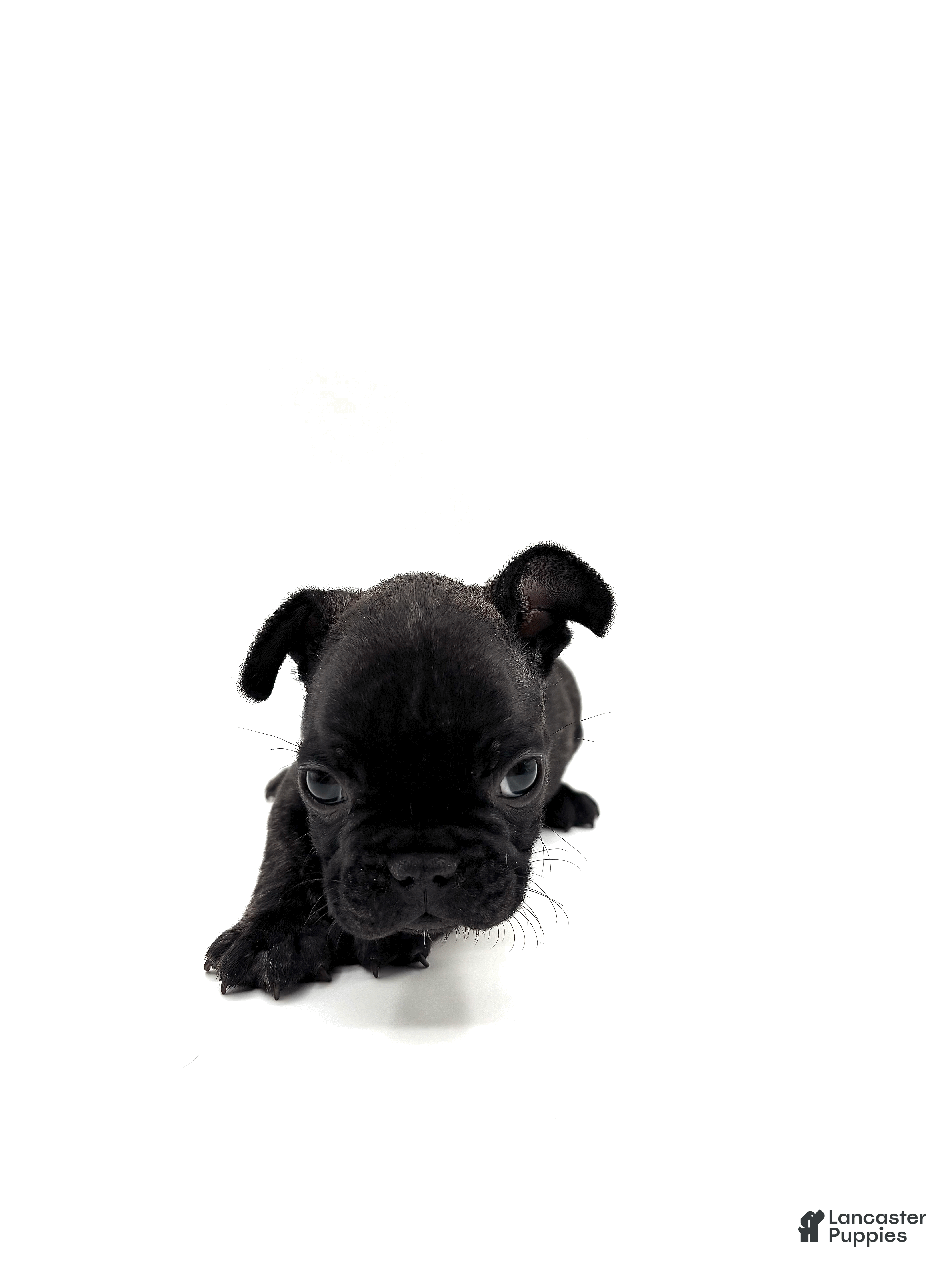 French Bulldog dogs French Bulldog Puppy 2 - Ad 17