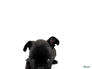 French Bulldog dogs French Bulldog Puppy 2 - Ad 17
