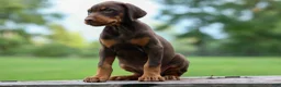 Doberman Pinscher dogs for sale:  Griffin 🐶 - Ad 3