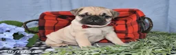 Pug dogs for sale: Cedric - Ad 1