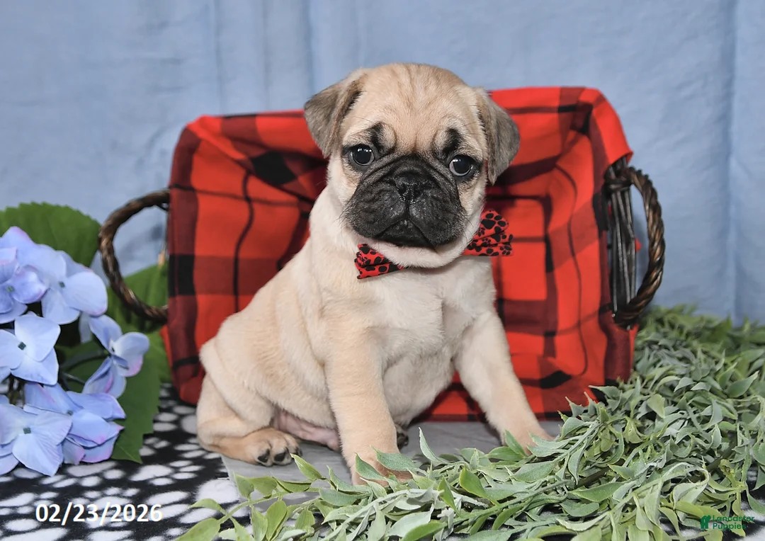 Pug dogs for sale: Cedric - Ad 1