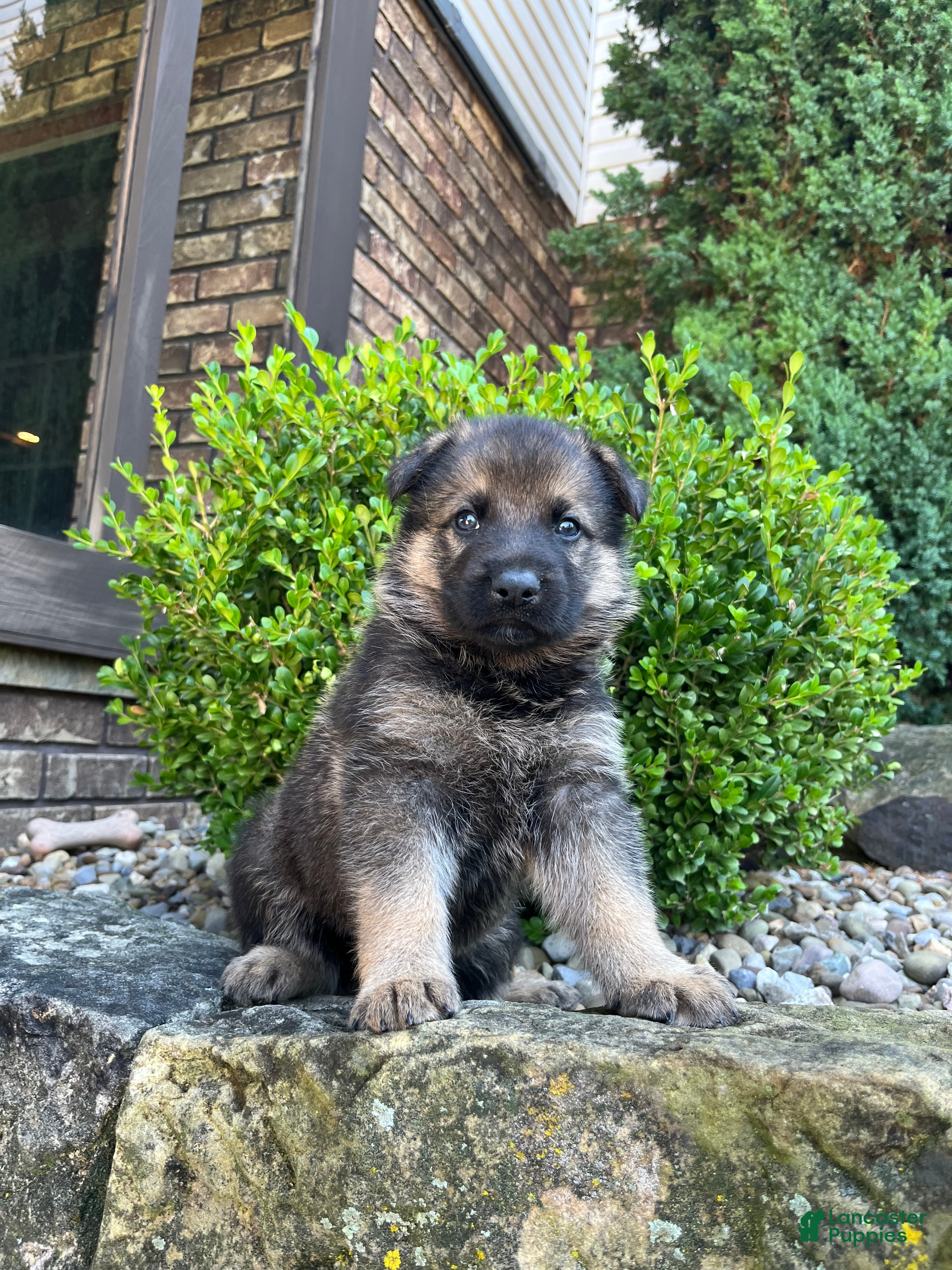 German Shepherd dogs Blane - Ad 2