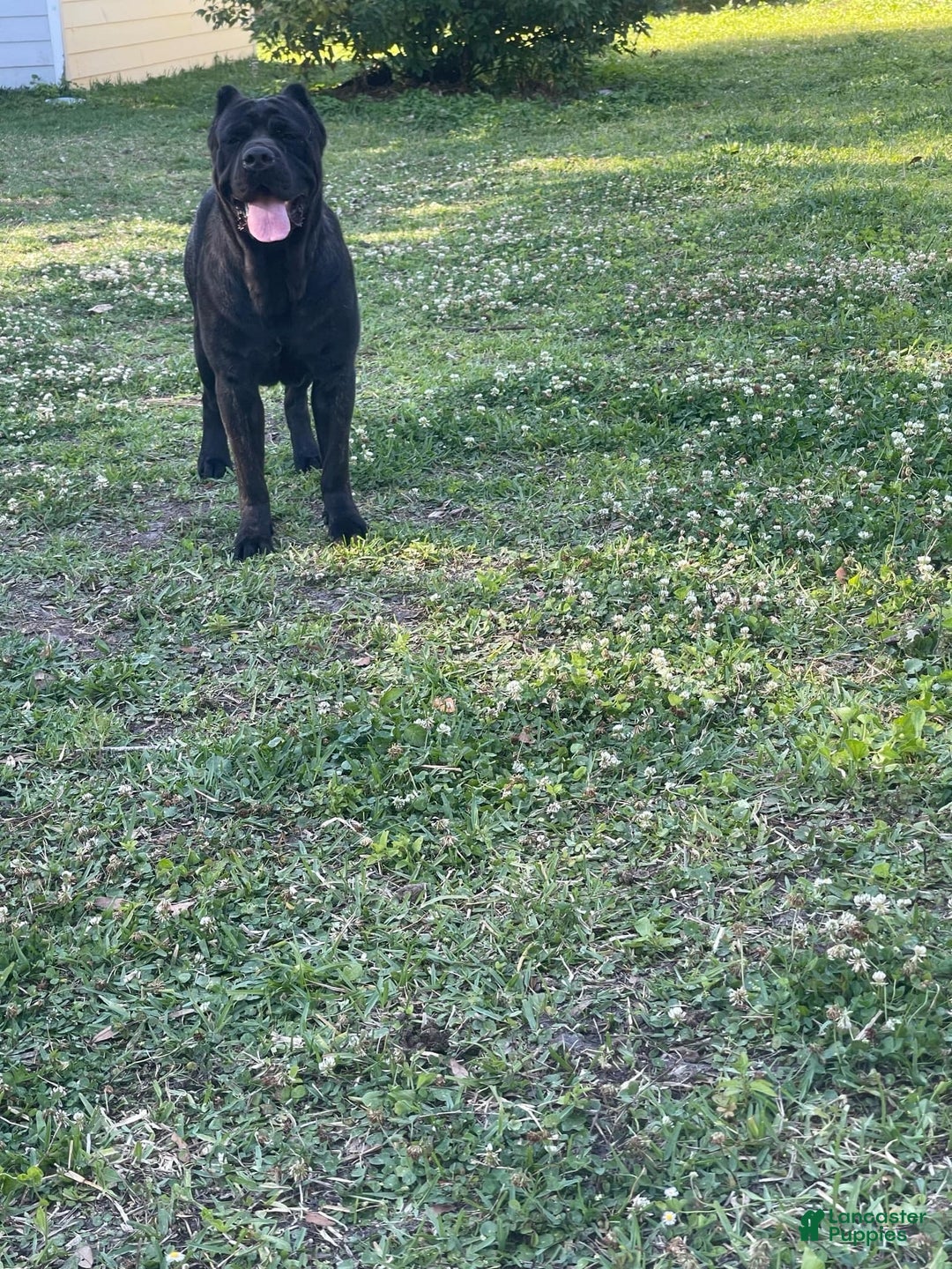 Cane Corso dogs for sale: Pluto - Male - Ad 7