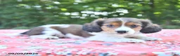 Mixed Breed dogs for sale: Duke - Ad 5