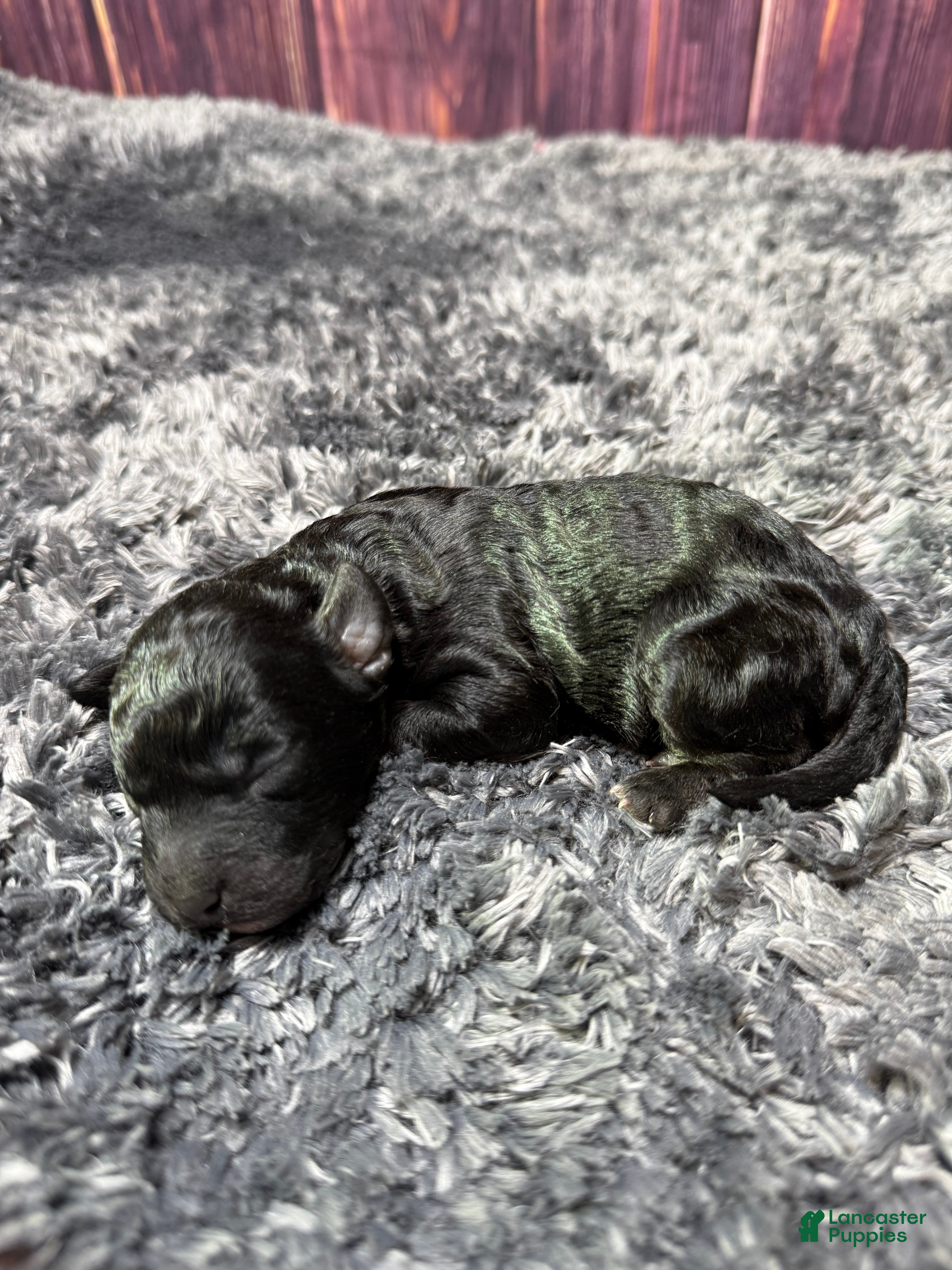 Miniature Poodle dogs Kane - Ad 22