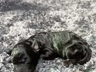 Miniature Poodle dogs Kane - Ad 10