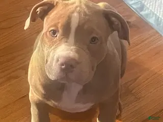 American Bully dogs for sale: Tootsi - Ad 1