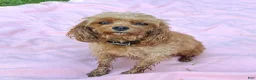 Cavapoo dogs for sale: Legend  - Ad 3