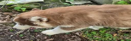 Siberian Husky dogs for sale: Petey - Ad 3