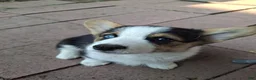 American Corgi dogs for sale: ZIggy - Ad 1