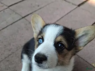 American Corgi dogs ZIggy - Ad 21