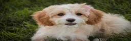 Mixed Breed dogs for sale: Tinker Bell MUNCHKIN BERNEDOODLE - Ad 5