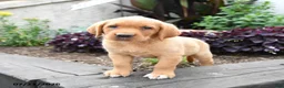 Labrador Retriever dogs for sale: Lark - Ad 5