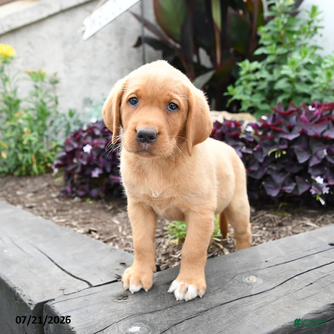 Labrador Retriever dogs for sale: Lark - Ad 5