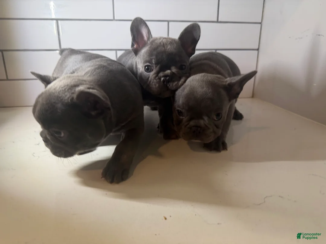French Bulldog dogs for sale: French Bulldog Puppy 3 - Ad 2