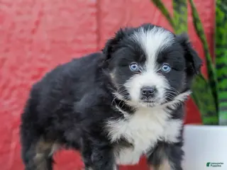 Miniature Australian Shepherd dogs for sale: Mia - Ad 2