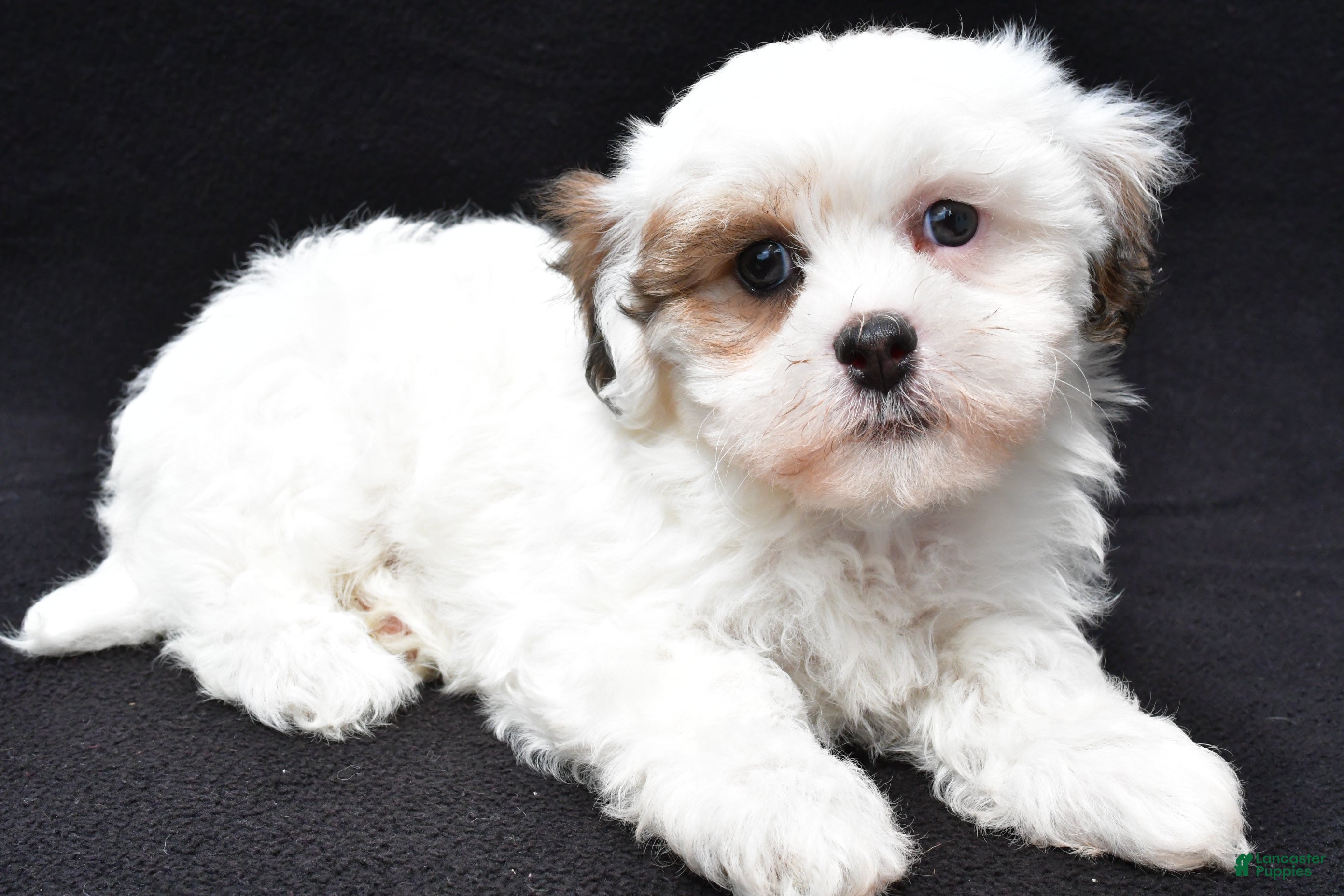 Shihpoo dogs Rachel - Ad 1