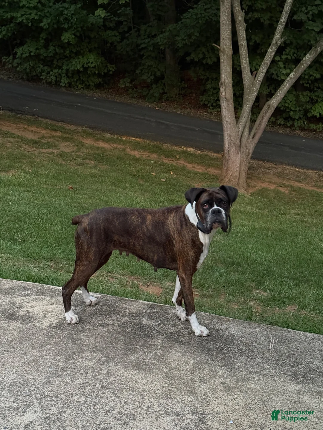 Boxer dogs for sale: Boxer 7 - Ad 2