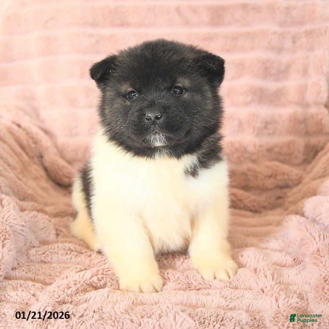 Akita dogs for sale: Fang - Ad 4