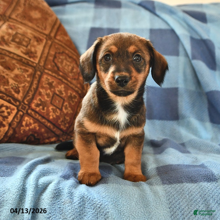 Miniature Dachshund dogs Marshall - Ad 2