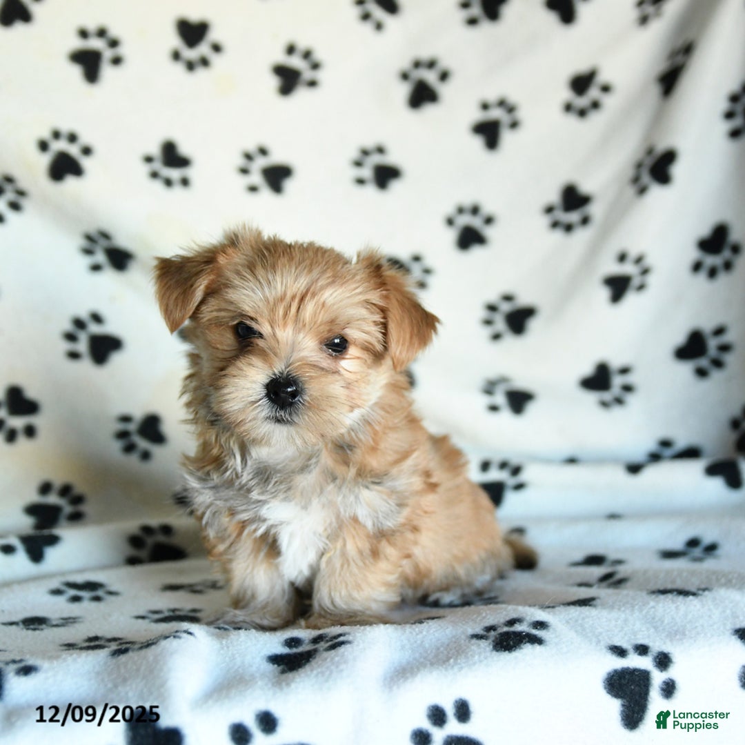 Morkie dogs for sale: Larry - Ad 3