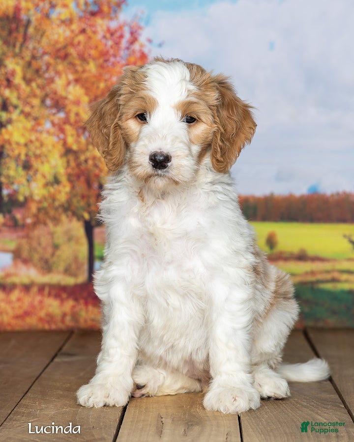 Goldendoodle dogs Lucinda - Ad 2