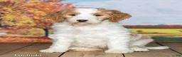 Goldendoodle dogs for sale: Lucinda - Ad 2