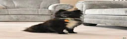 Pomeranian dogs for sale: Denver SPECIAL NEEDS - Ad 7