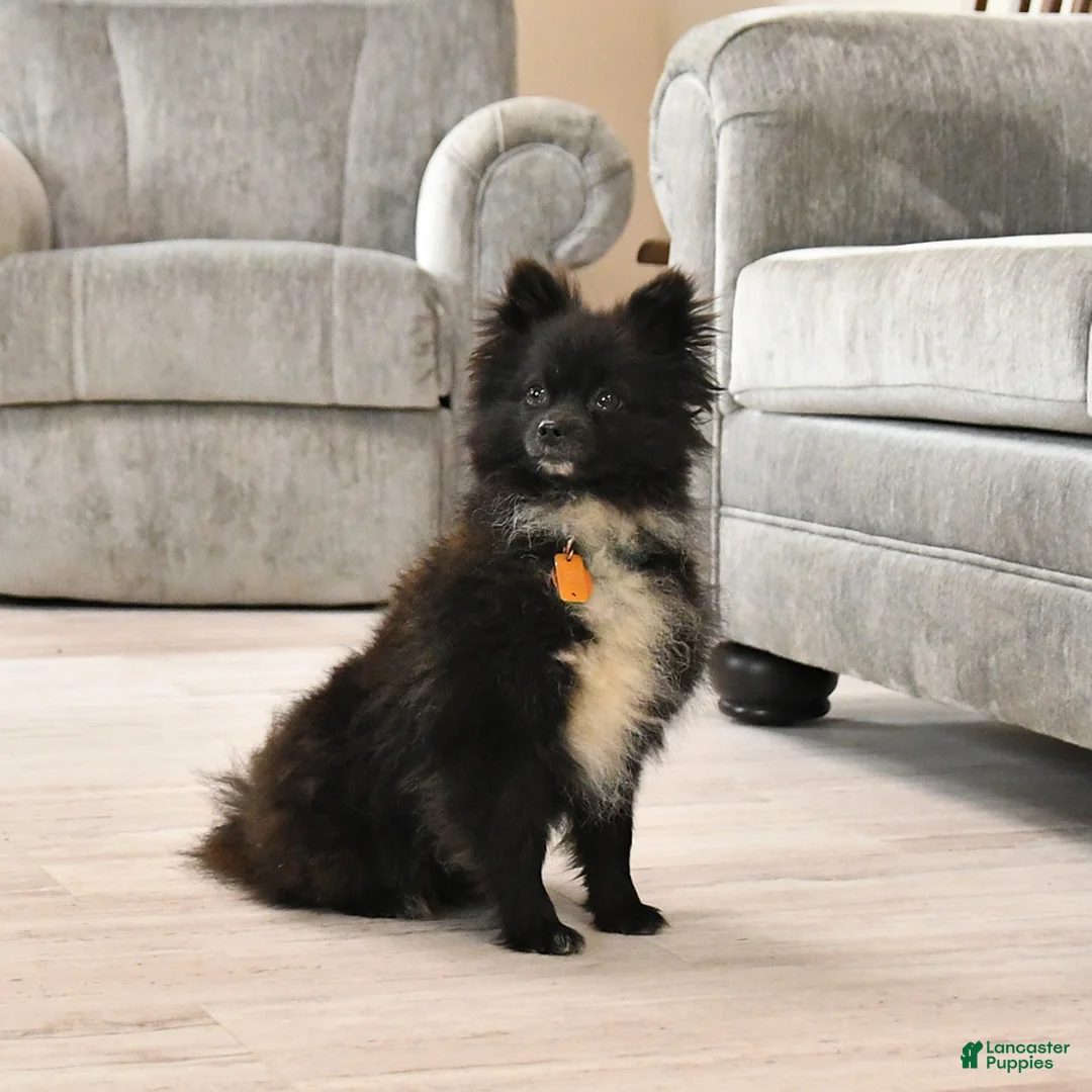 Pomeranian dogs for sale: Denver SPECIAL NEEDS - Ad 7
