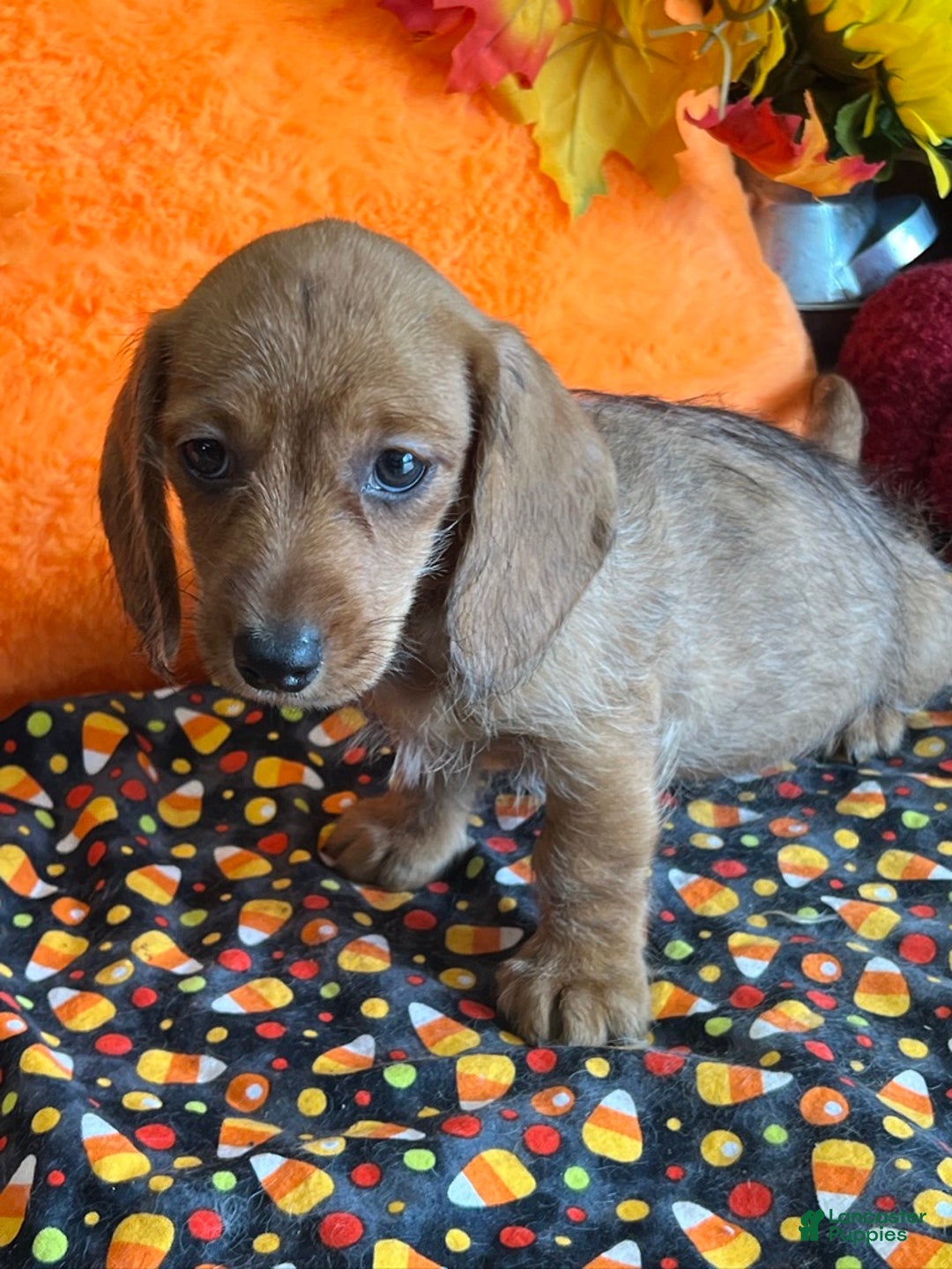 Dachshund dogs for sale: Sybil - Ad 2