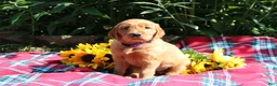 Mixed Breed dogs for sale: Mia - Irish Goldendoodle  - Ad 6