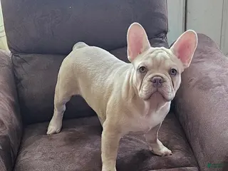 French Bulldog dogs for sale: French Bulldog Puppy 2 - Ad 2