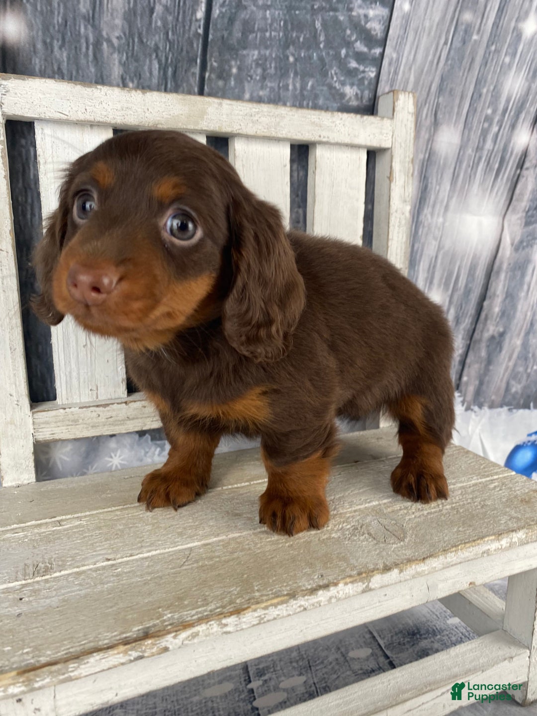 Miniature Dachshund dogs for sale: Phoebe - Ad 4