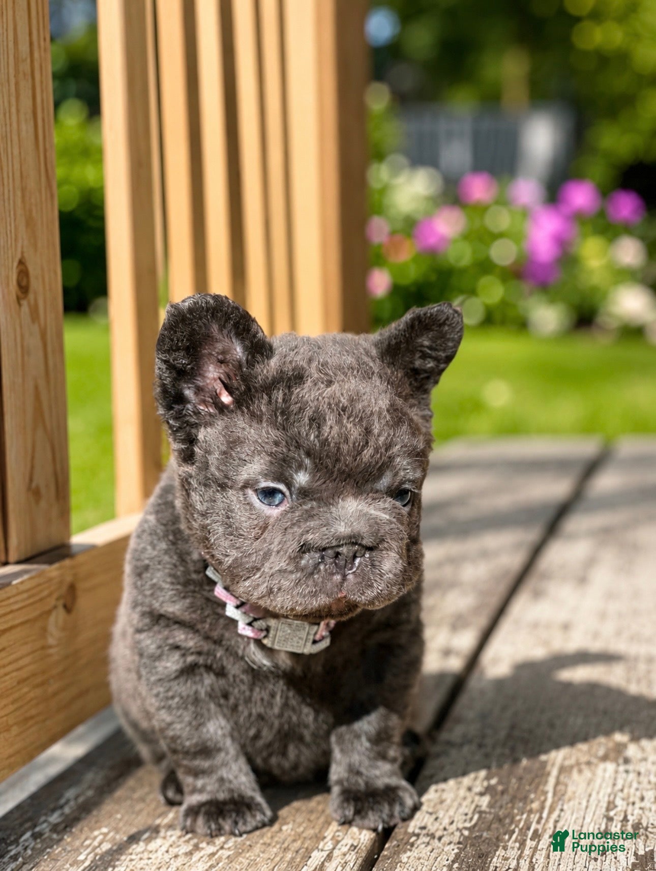 French Bulldog dogs Brisa french bulldog fluffy  - Ad 1