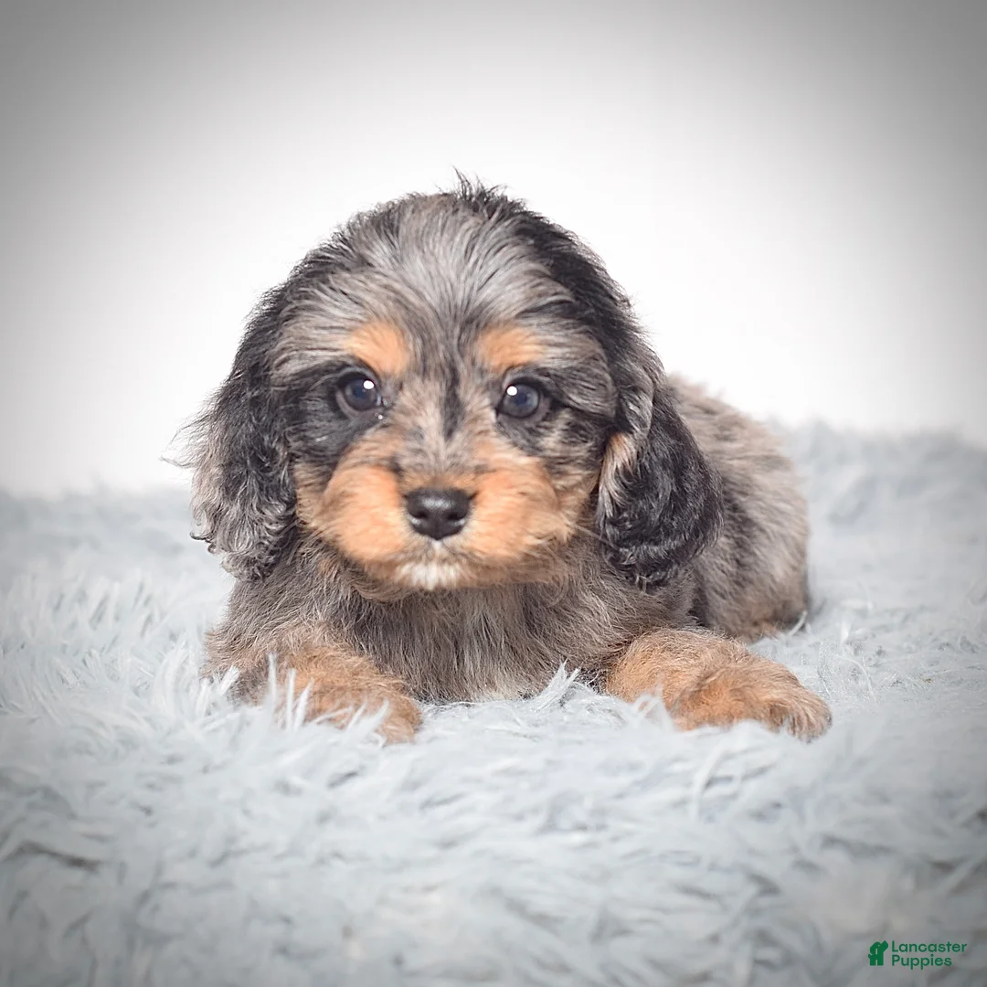Cavapoo dogs for sale: Ms. Belle - Ad 5
