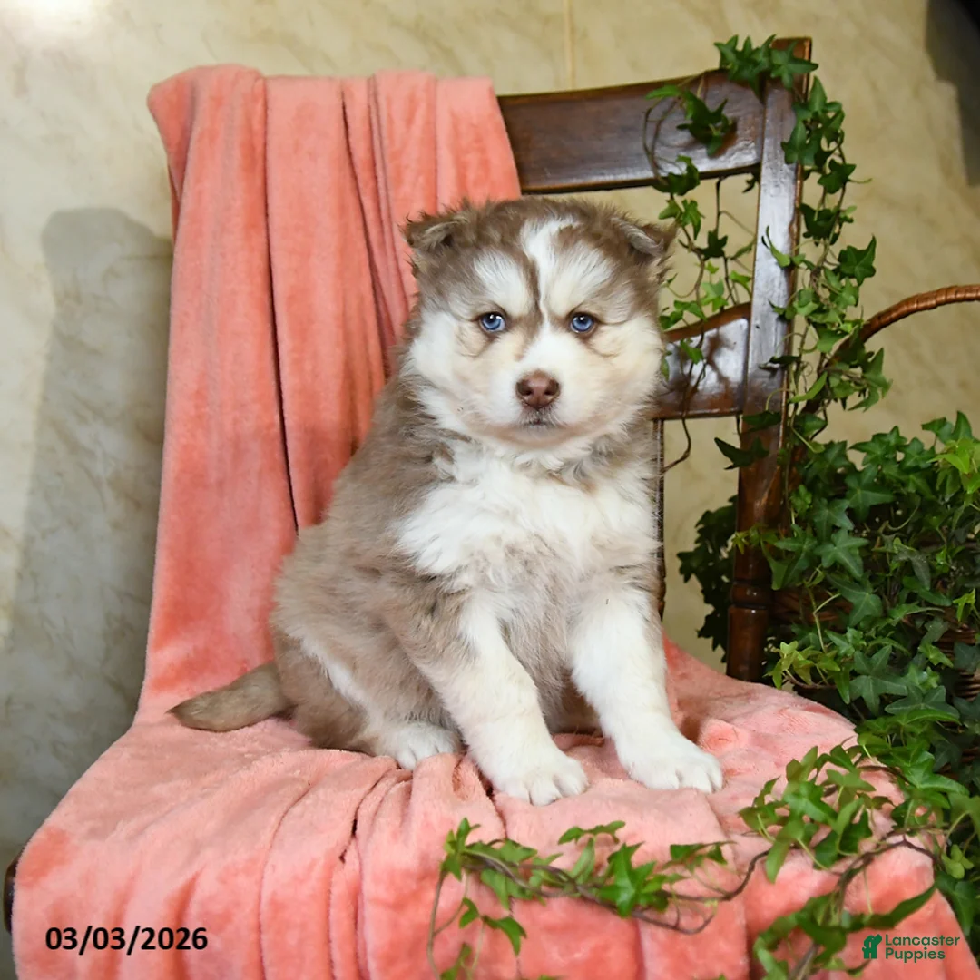 Pomsky dogs for sale: Sydney - Ad 2