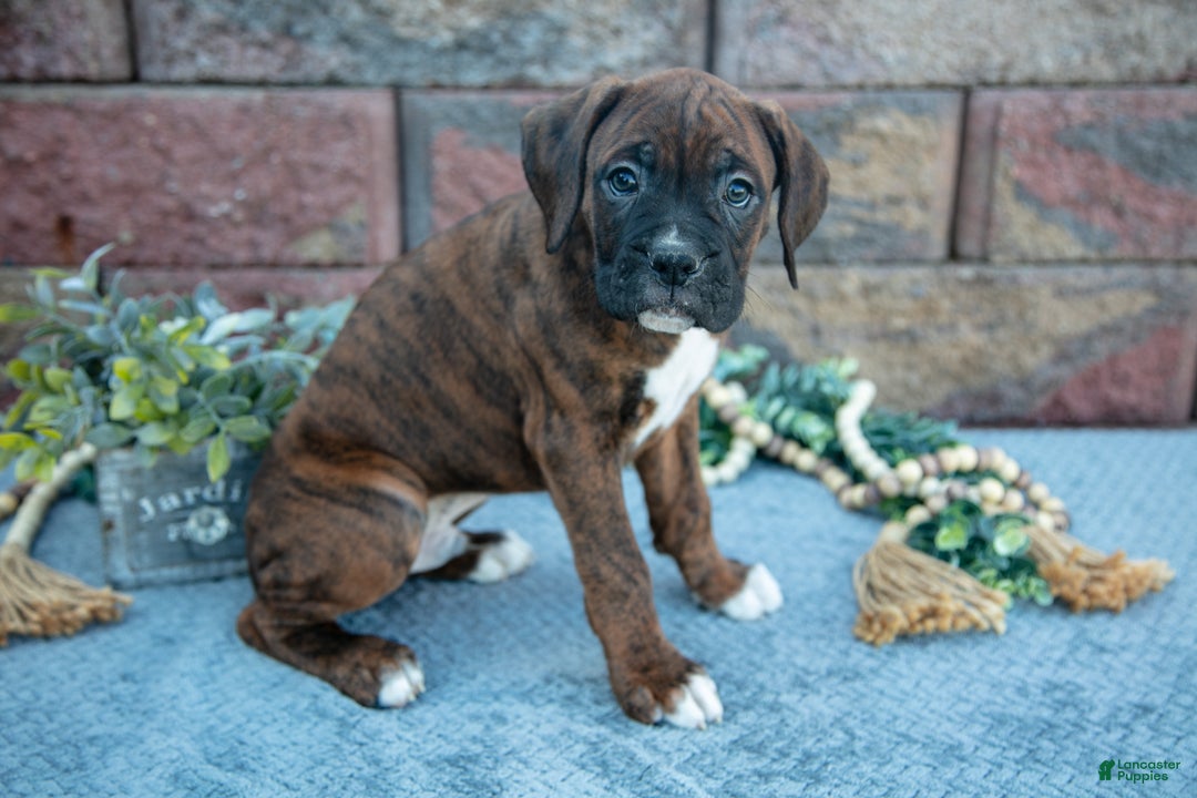 Boxer dogs for sale: Rambo - Ad 3