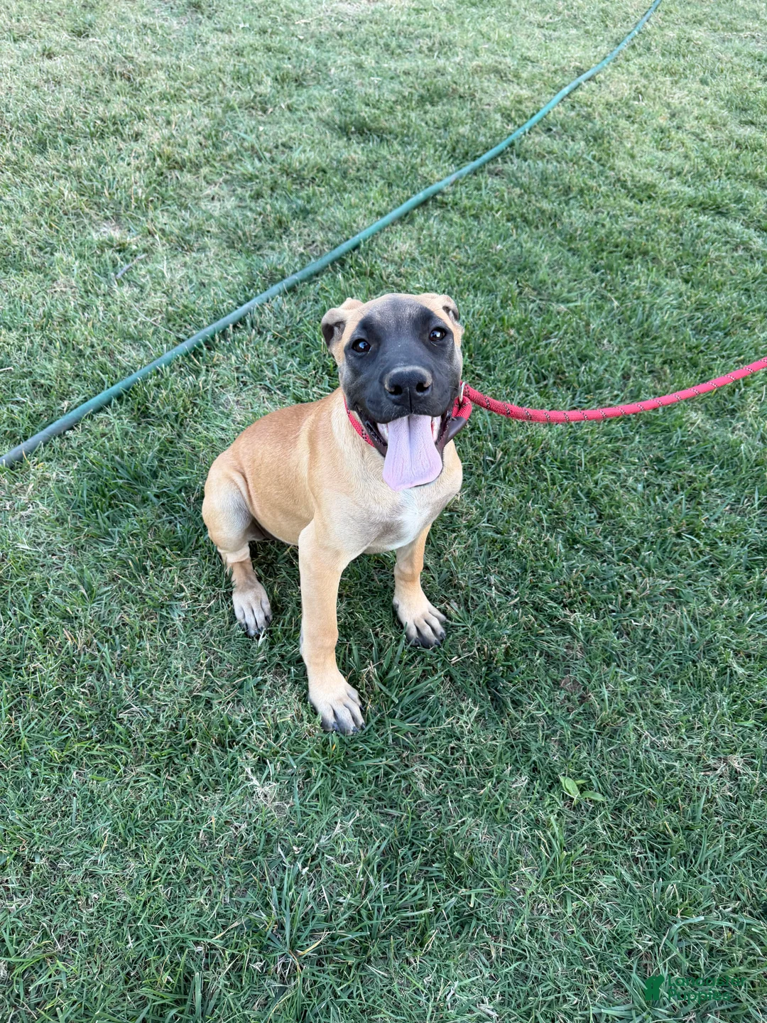 Mixed Breed dogs for sale: Whiskey - Ad 1
