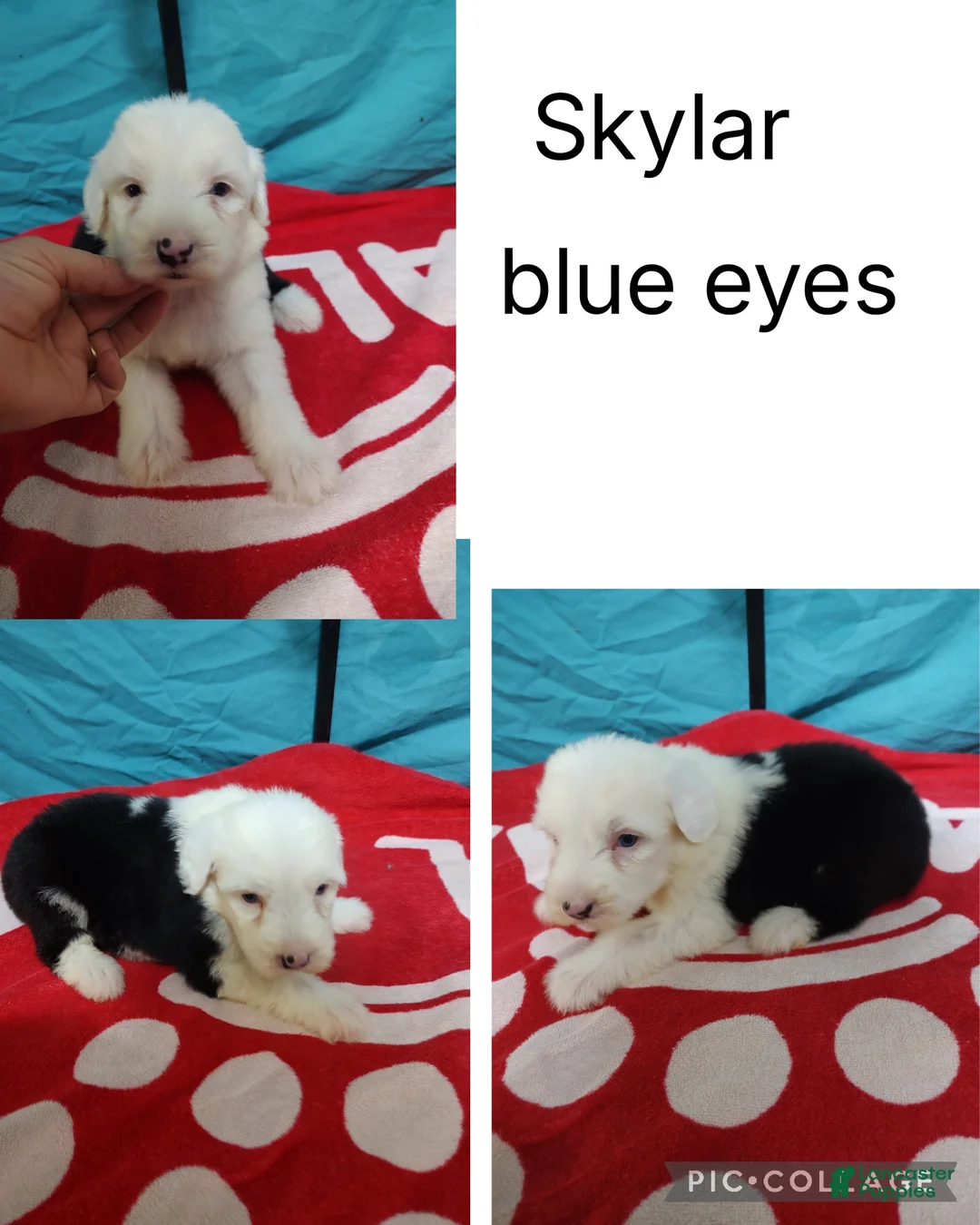 Old English Sheepdog dogs for sale: Old English Sheepdog Puppy 7 - Ad 1