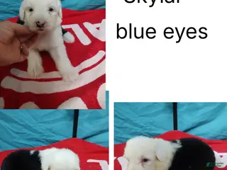Old English Sheepdog dogs for sale: Old English Sheepdog Puppy 7 - Ad 4