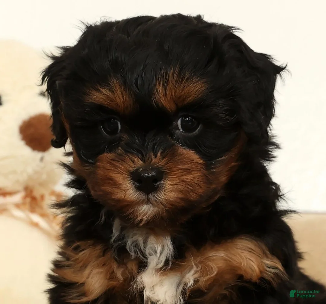 Shihpoo dogs for sale: Sherrie - Ad 9
