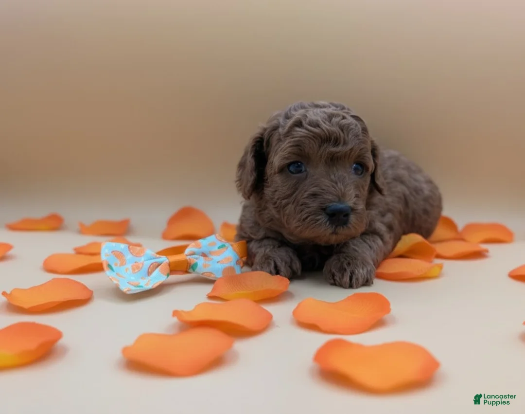 Toy Poodle dogs for sale: Maple 🍁 - Ad 2